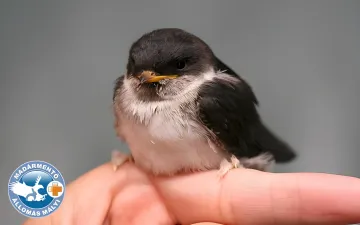 Torkoska az újabb árva kis fecske
